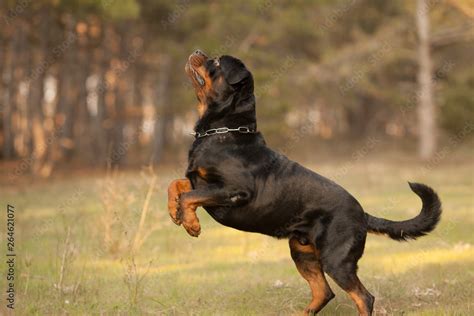 Rottweiler Jumper .